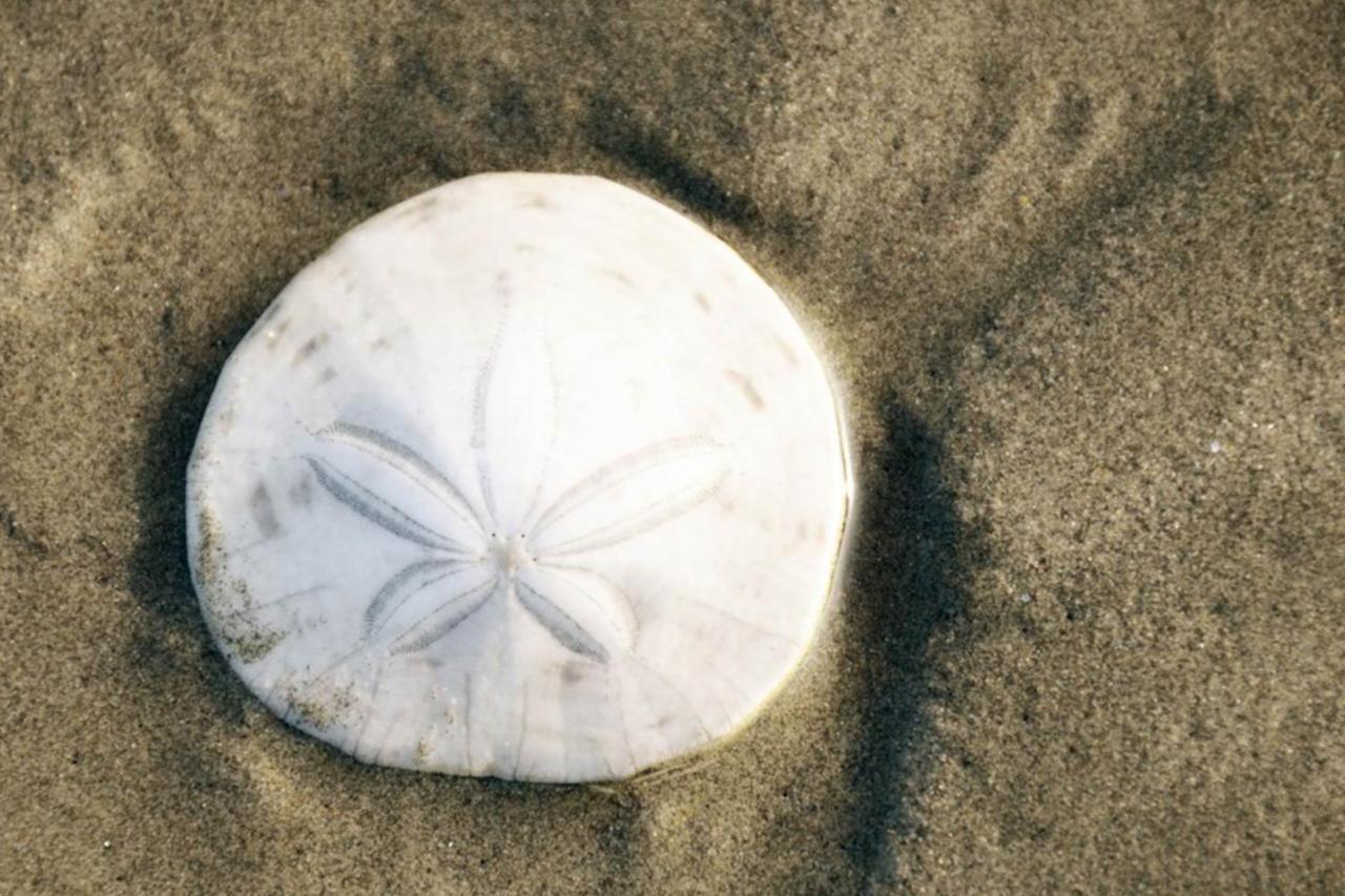 Sea Perch Βίλα Pacific Beach Εξωτερικό φωτογραφία